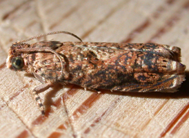 Sumac Leaf Tortrix